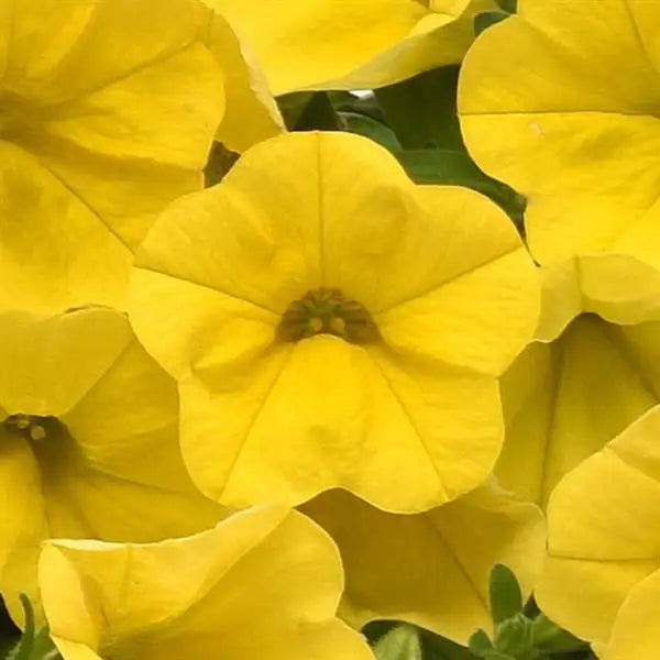 Calibrachoa Seeds Classique Yellow flowers close-up, bright golden yellow trumpet-shaped blooms