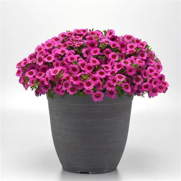 Classique Rose Blast calibrachoa plant covered in rose pink blooms in a gray container