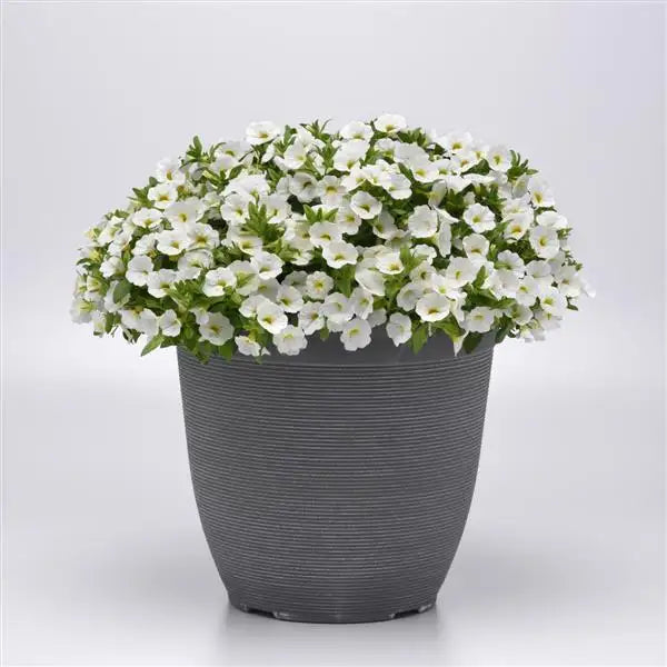 Calibrachoa Seeds Classique White plant covered in white blooms, grown from seed in a gray container