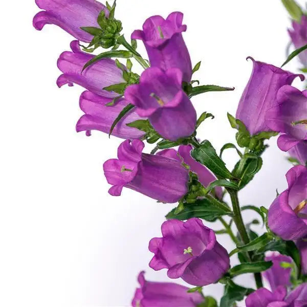 Campanula Champion II Lavender bellflower blooms on tall stems