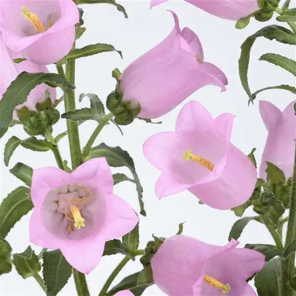 Campanula Champion II Pink bellflower blooms close up⠋