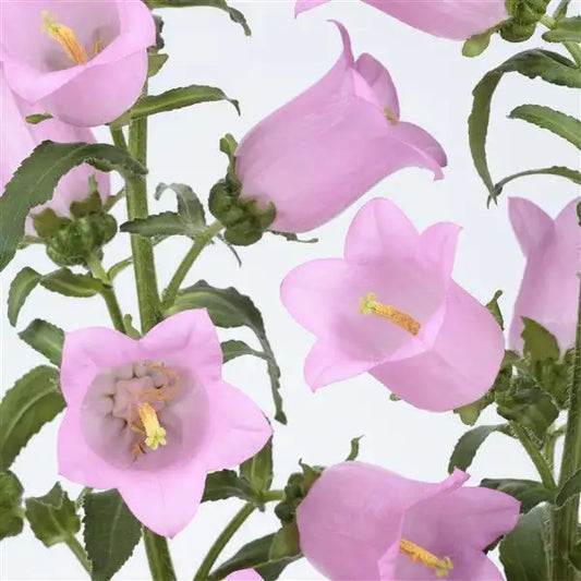 Campanula Champion II Pink bellflower blooms close up⠋