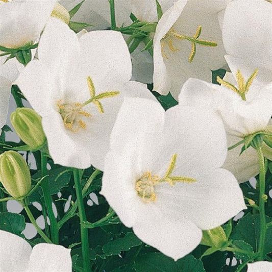 Campanula Pearl White Campanula Seeds 50 Pelleted Perennial Seeds