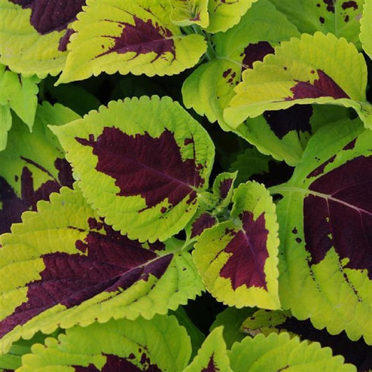 15 Pelleted Coleus Seeds Coleus Kong Lime Spirt