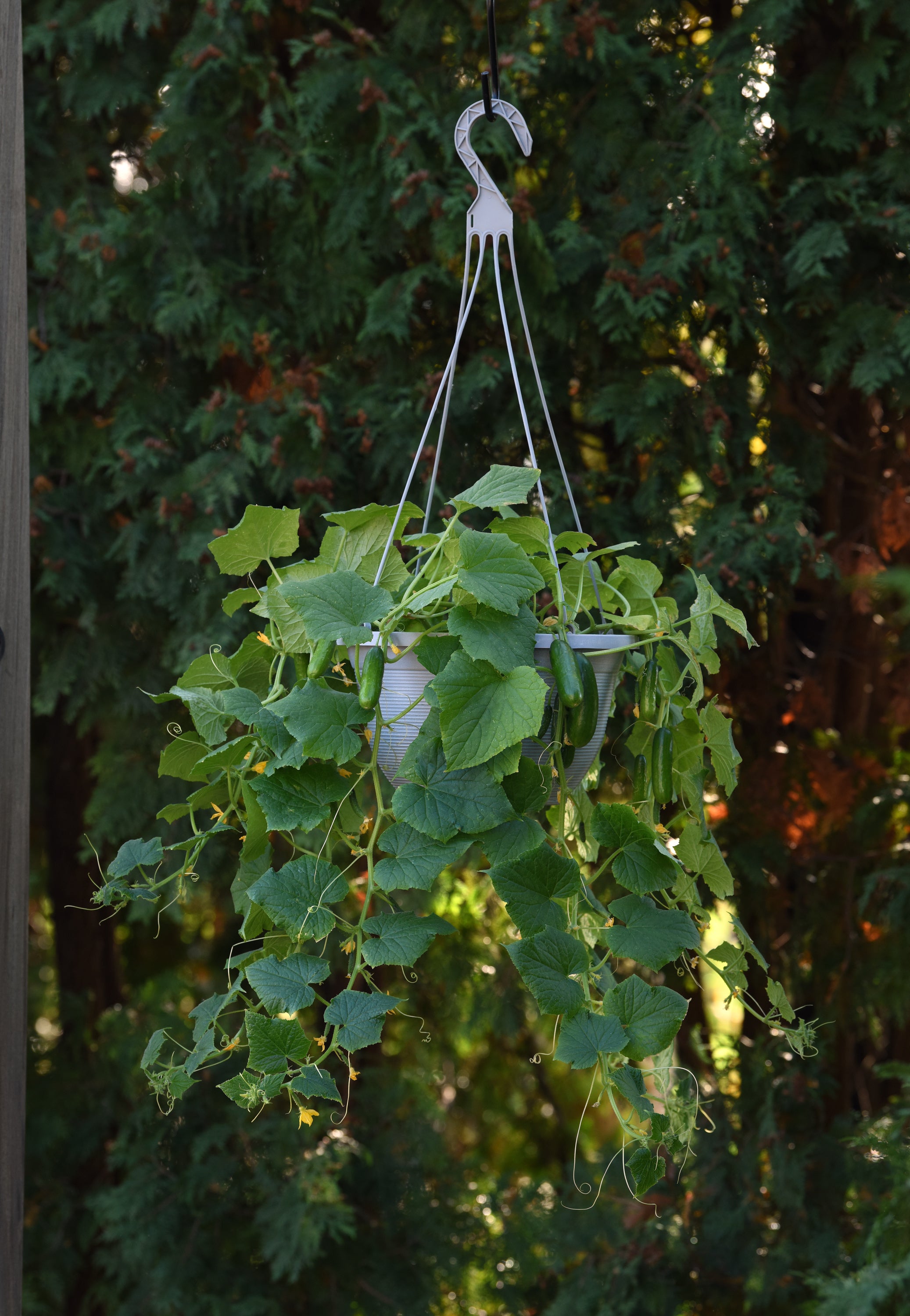 Kitchen Minis™ Quick Snack Cucumber Seeds – 25 Seeds