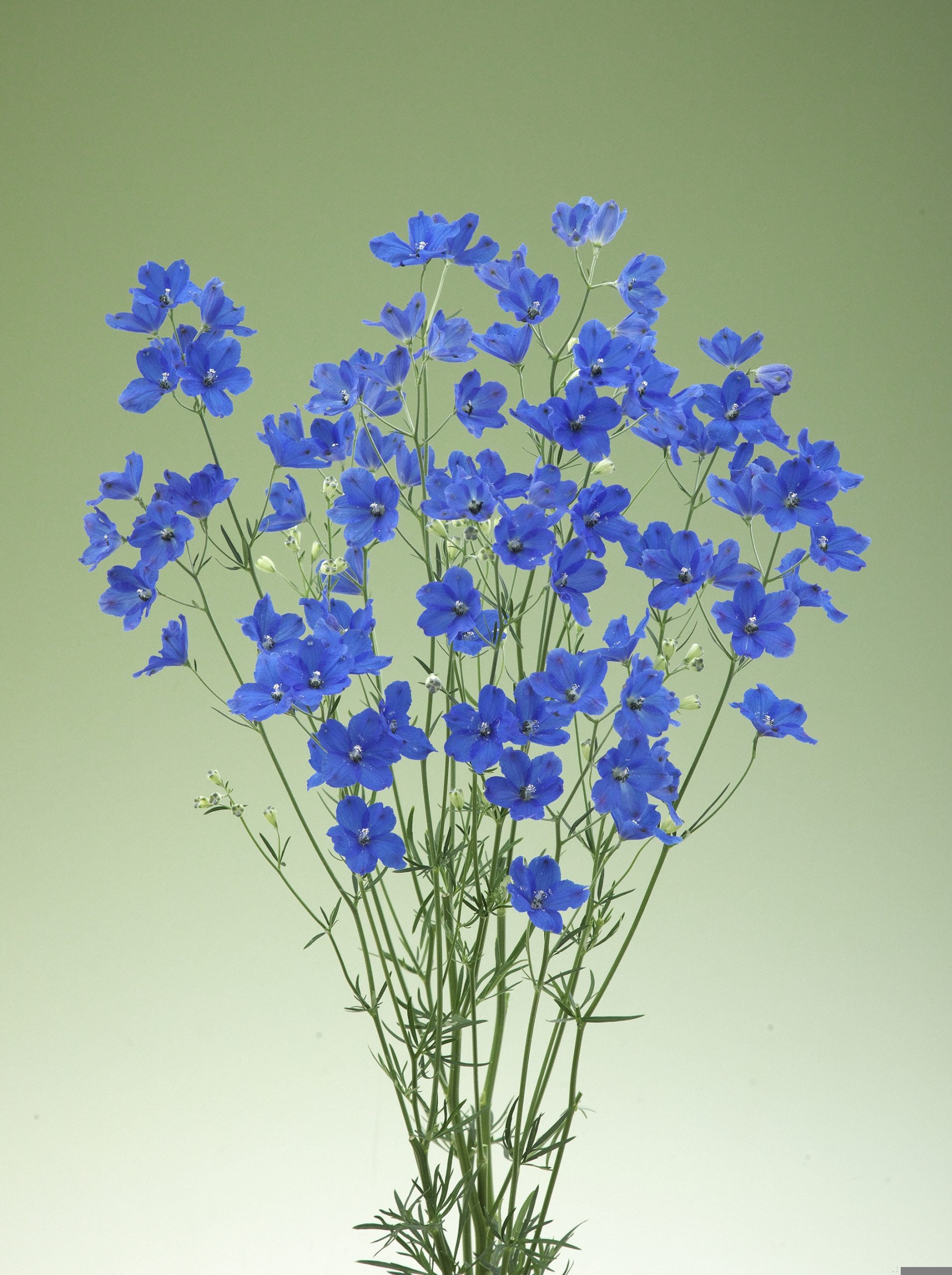 アーモンドフラワーHARDY AMIES 英国王室御用達サファイアブルー Delphinium elatum 'Paramo Azul' | White Flower Farm