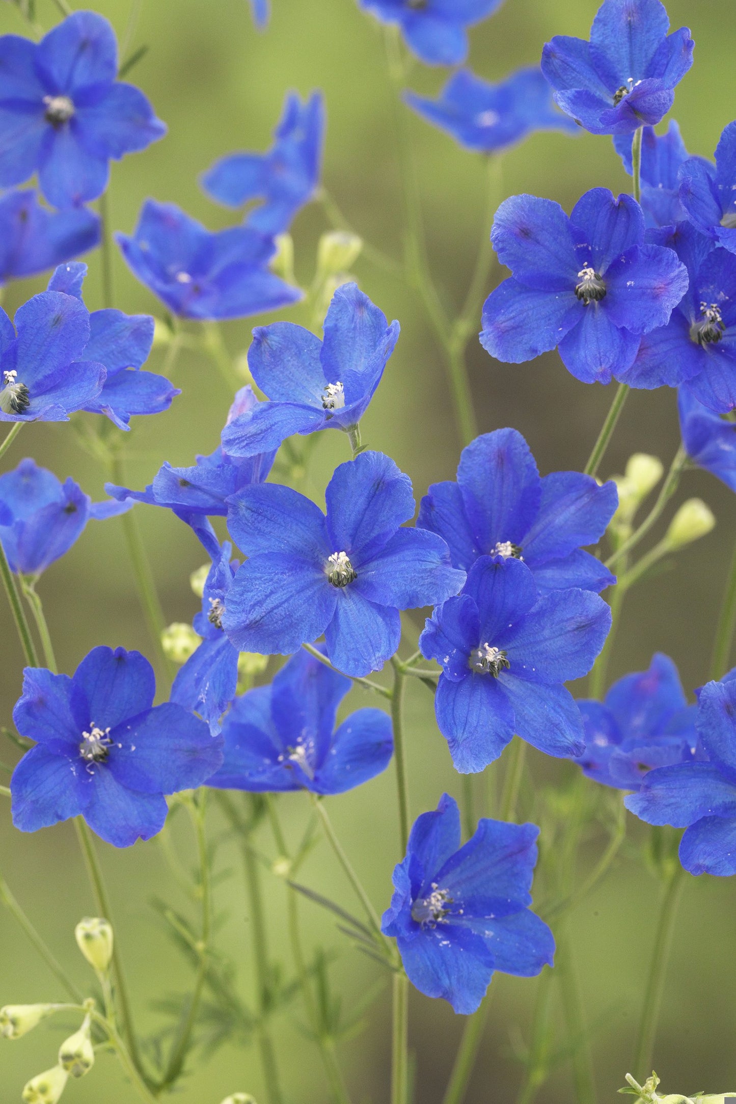 Delphinium Seeds Delphinium Brezza 25 Seeds Deep Blue F1 Hybrid Cut Flower