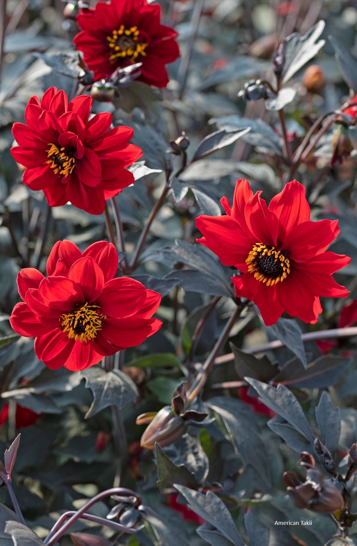 dahlia black beauty seeds Dahlia Black Forest Ruby (approx 50 seeds)
