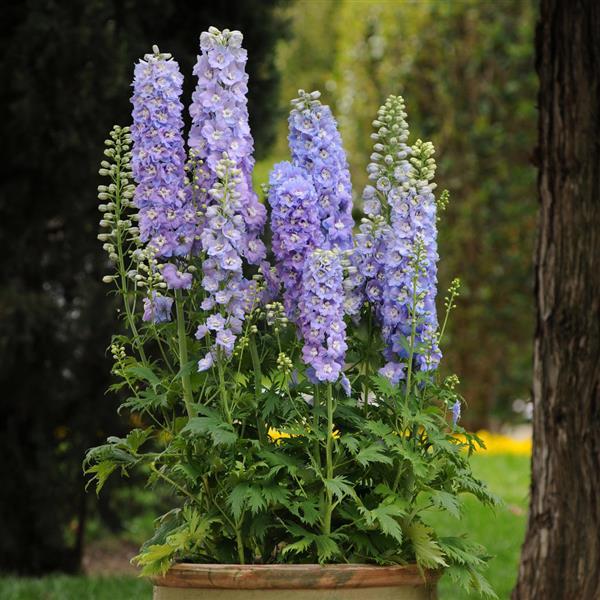 50 Delphinium Seeds Delphinium Guardian Lavender F1