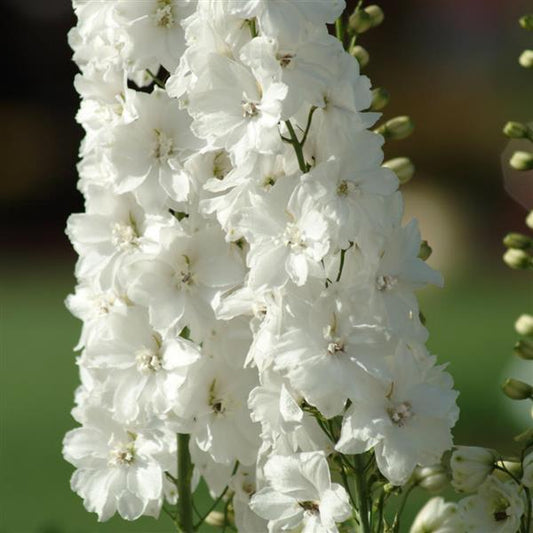 50 Delphinium Seeds Delphinium Guardian White F1