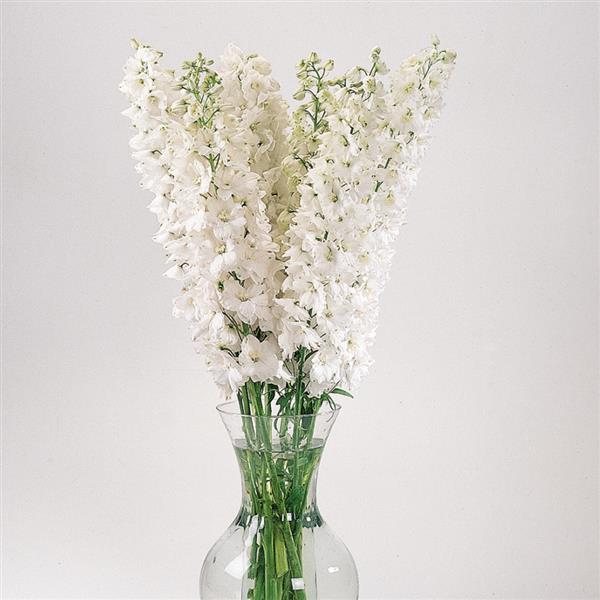 50 Delphinium Seeds Delphinium Guardian White F1