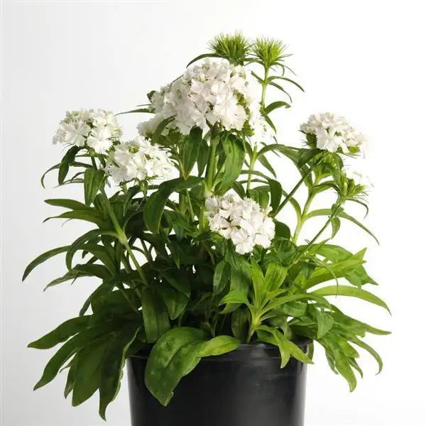 Dash White dianthus with clusters of white flowers, upright stems, and green foliage in a black nursery pot