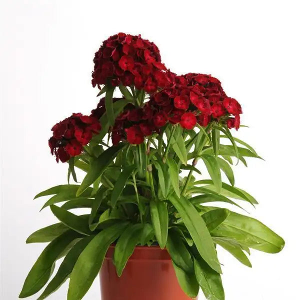 Dash Crimson dianthus with deep red flower clusters, upright stems, and green foliage in a reddish-brown nursery pot