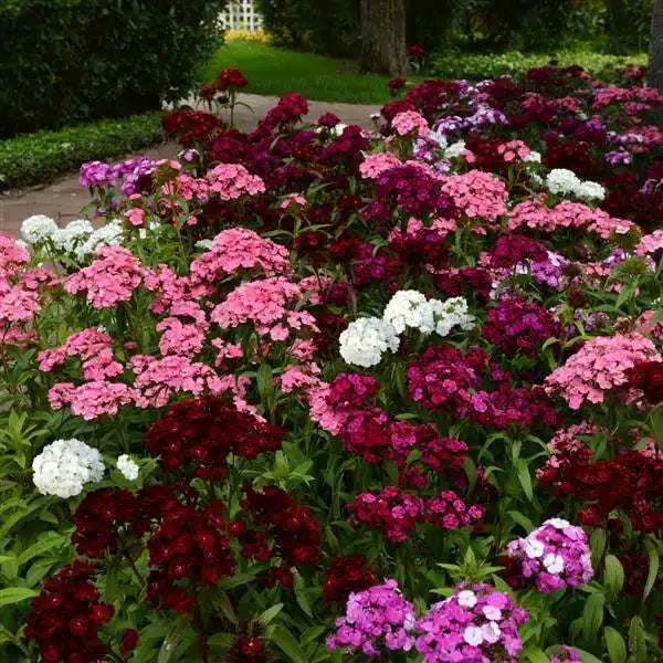 Dash Mix dianthus blooming in a garden bed with clusters of pink, white, crimson, and purple Sweet William flowers.