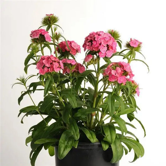 Dash Pink dianthus with clusters of pink flowers, upright stems, and green foliage in a black nursery pot