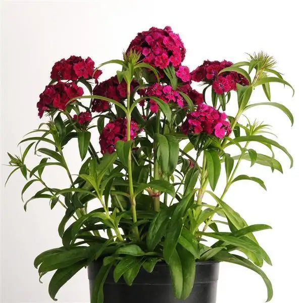 Dash Violet dianthus with deep magenta flower clusters, upright stems, and green foliage in a black nursery pot.