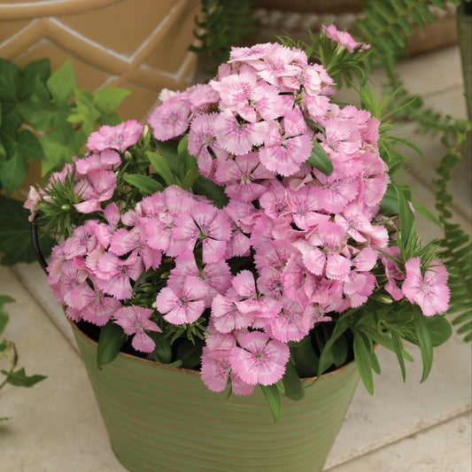 Dianthus Seeds Dianthus Diabunda Pink Pearl 50 Pelleted Seeds