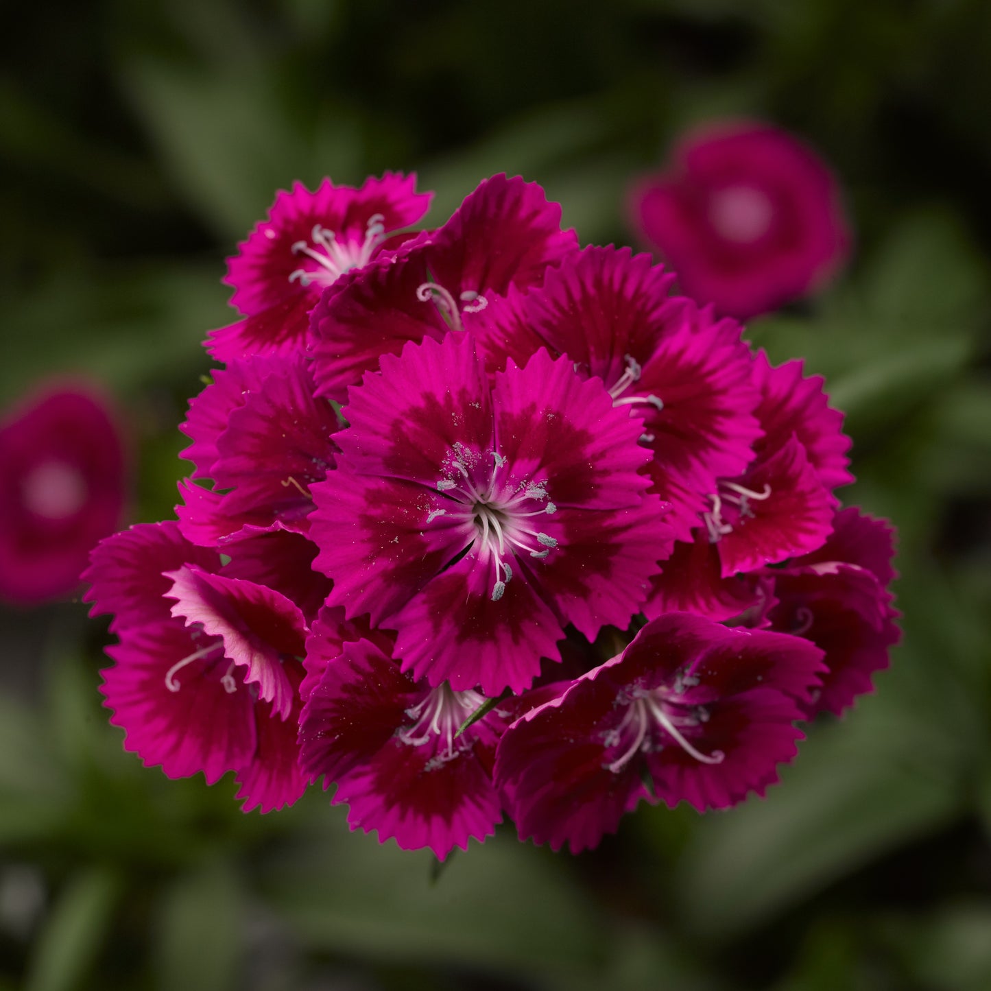 Dianthus Seeds Dianthus Diabunda Purple 50 Pelleted Seeds
