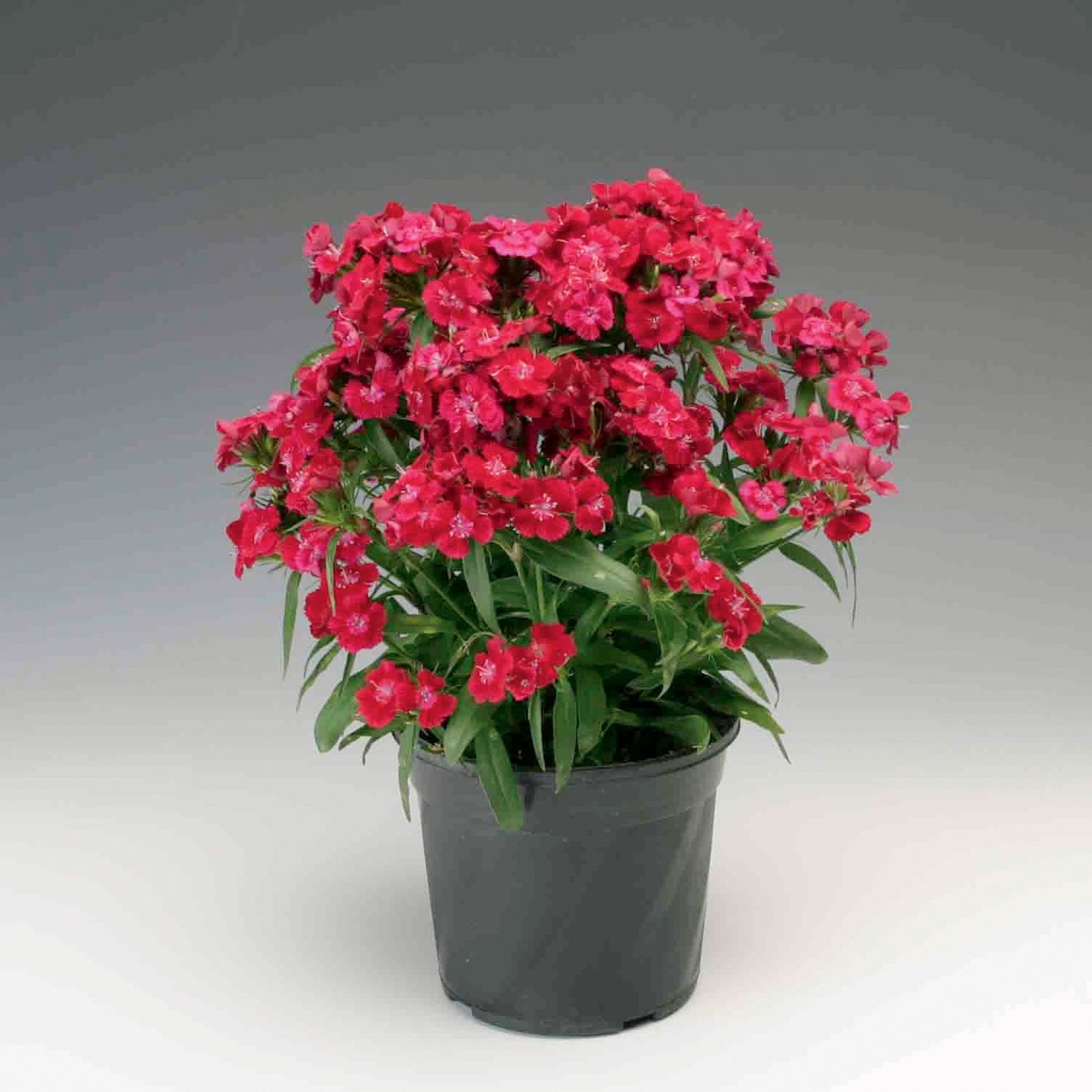 Dianthus Seeds Dianthus Diabunda Red 50 Pelleted Seeds