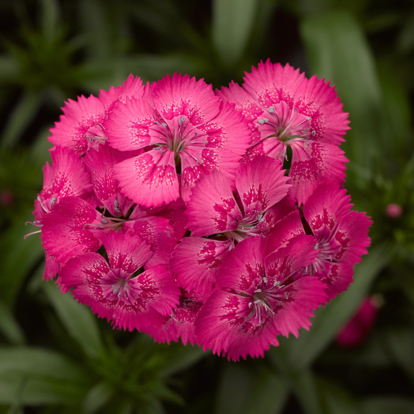 Dianthus Seeds Dianthus Diabunda Rose 50 Pelleted Seeds