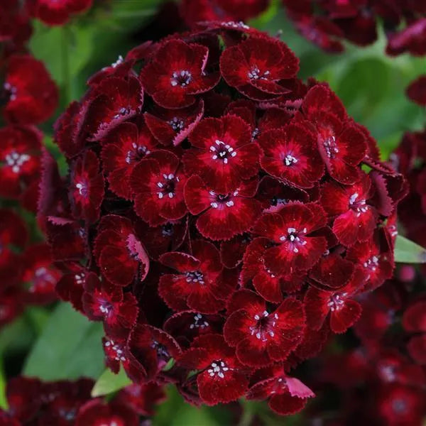 Close-up of Dash Crimson Sweet William flowers with velvety dark red petals, finely fringed edges, and pale stamens