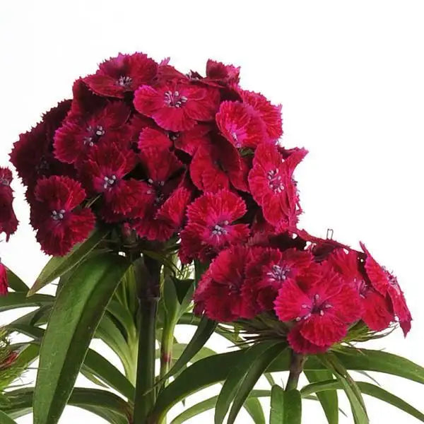 Close-up of Dash Violet Sweet William flowers with rich magenta petals, fringed edges, and small pale centers