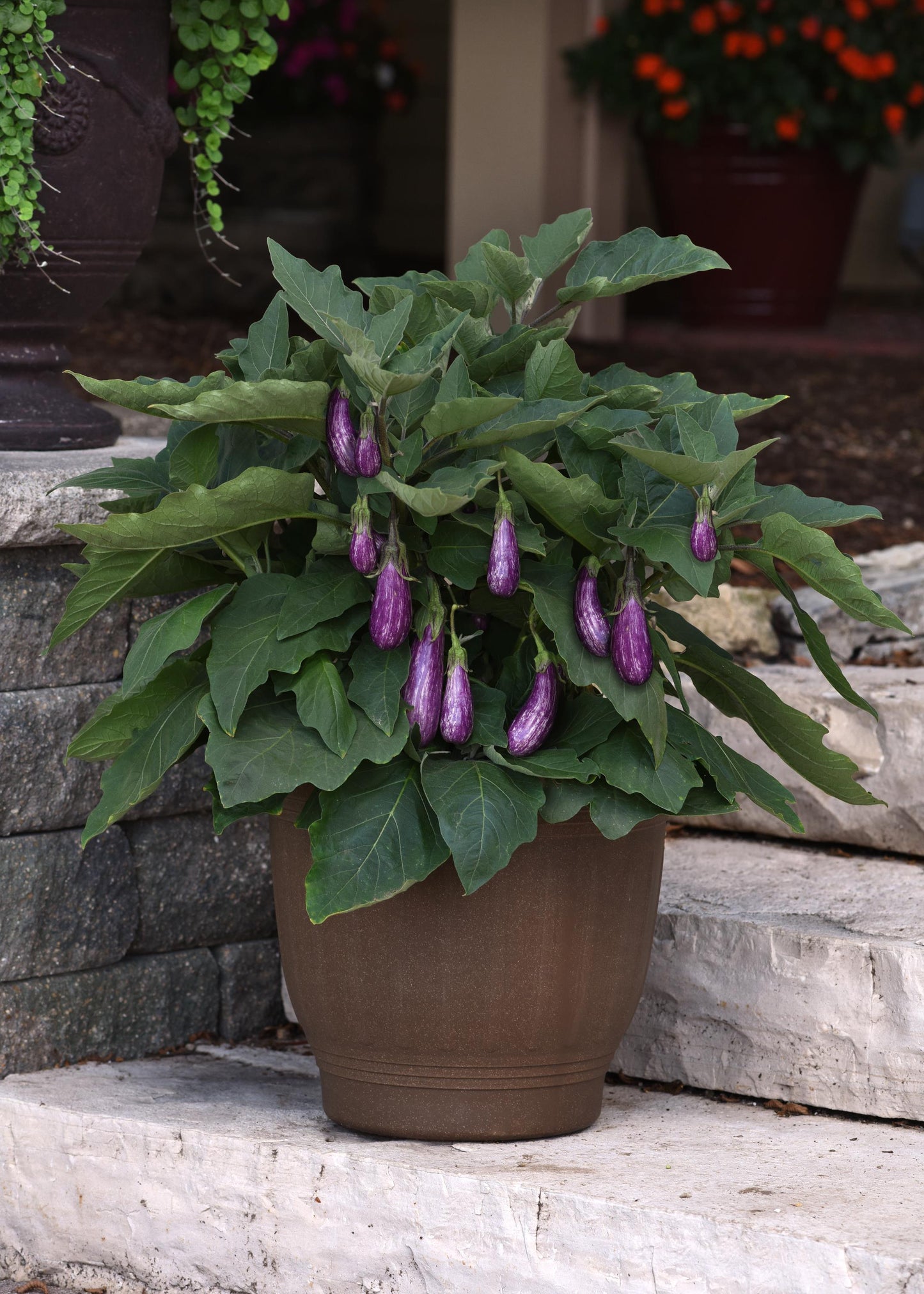 Fairy Tale Eggplant Seeds 25 Mini Striped Purple Vegetable Seeds