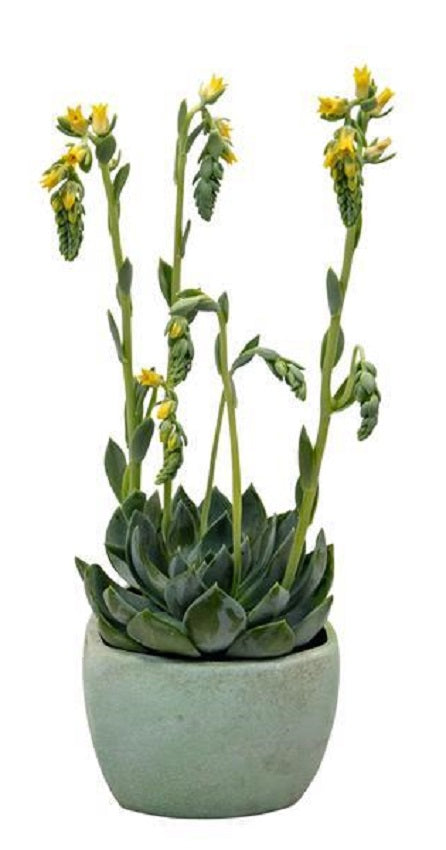 Echeveria Urban Yellow 25 Pelleted Echeveria Seeds