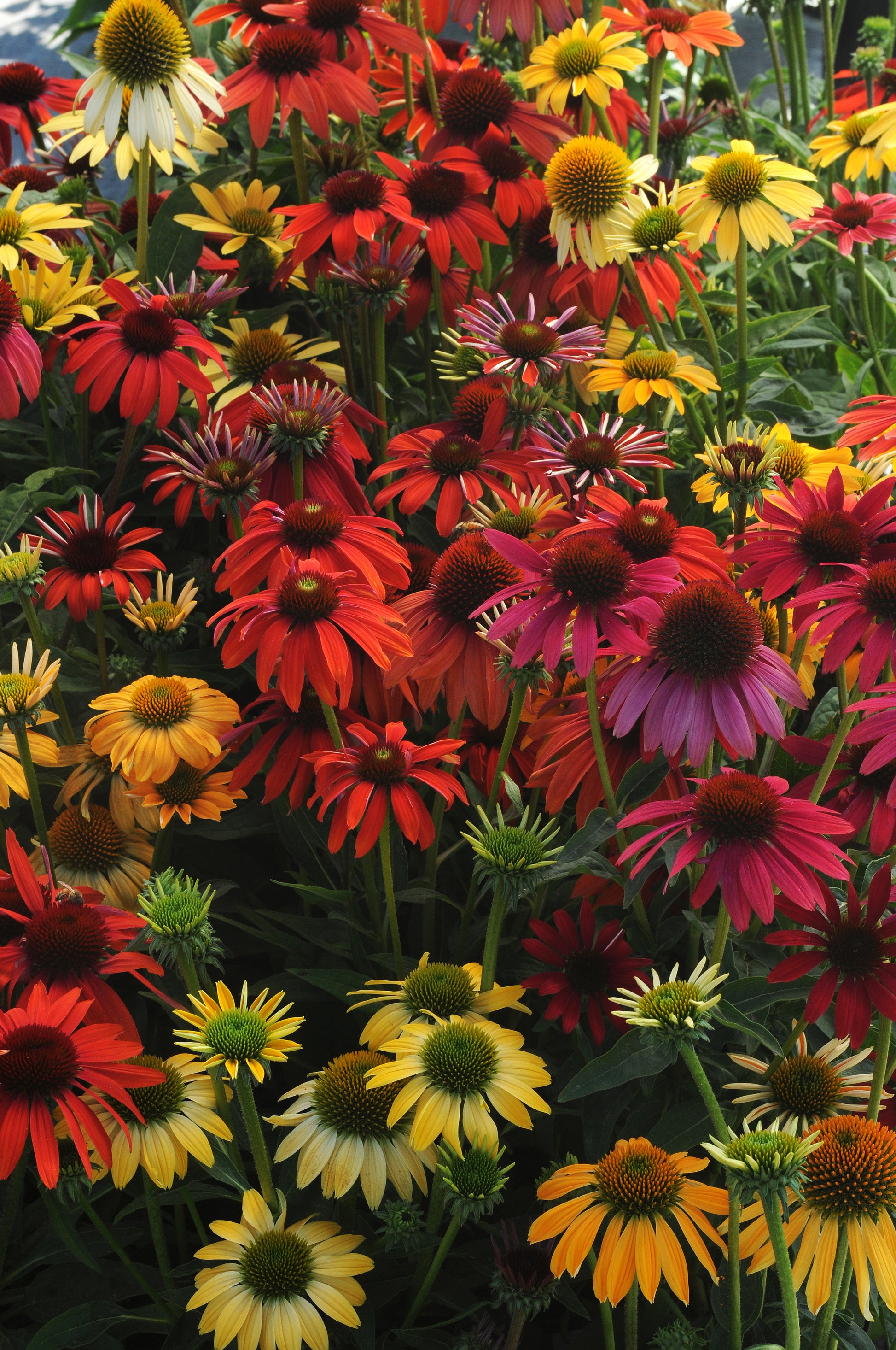 bulk echinacea seeds Echinacea Cheyenne Spirit Seeds