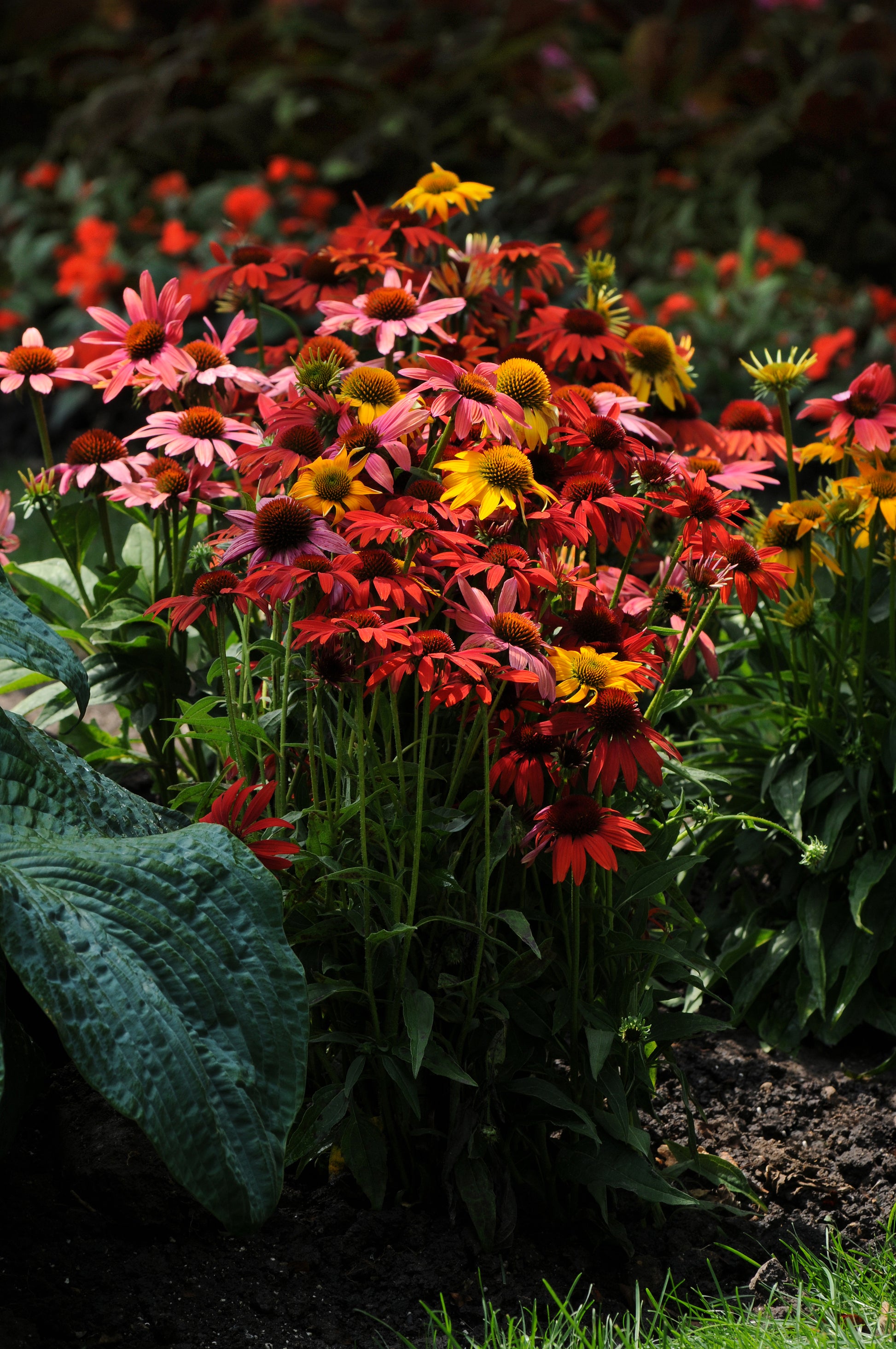 cheyenne spirit echinacea seeds Echinacea Cheyenne Spirit Seeds
