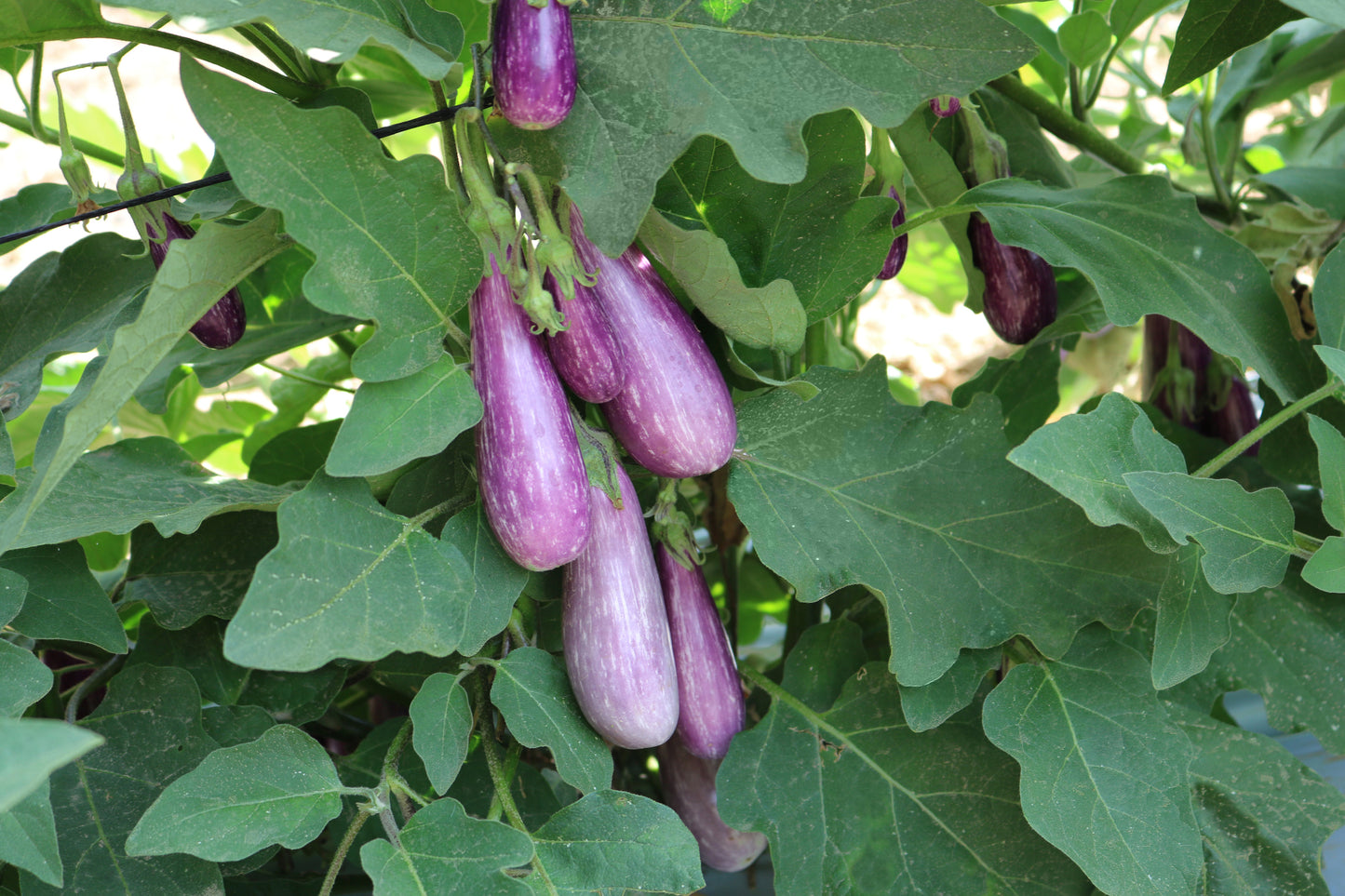 Fairy Tale Eggplant Seeds 25 Mini Striped Purple Vegetable Seeds