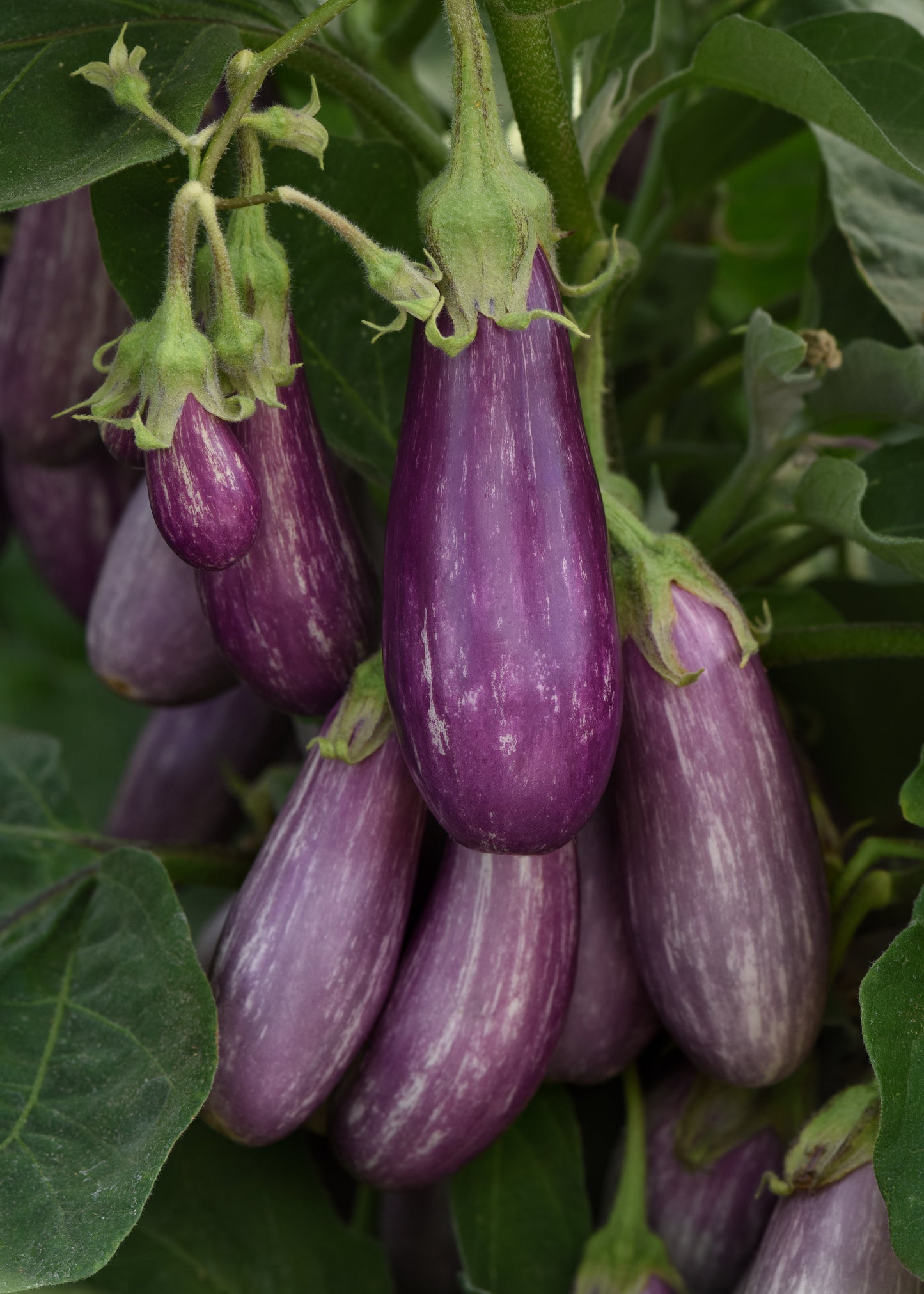 Fairy Tale Eggplant Seeds 25 Mini Striped Purple Vegetable Seeds