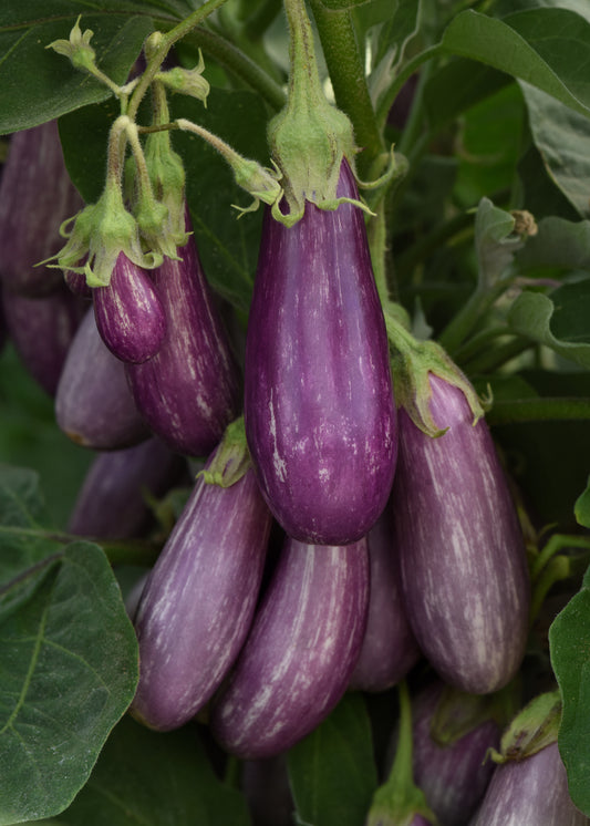 Fairy Tale Eggplant Seeds 25 Mini Striped Purple Vegetable Seeds