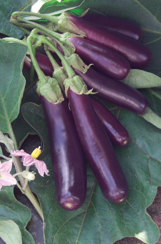 Hansel Eggplant Seeds 25 Compact Vegetable Garden Seeds