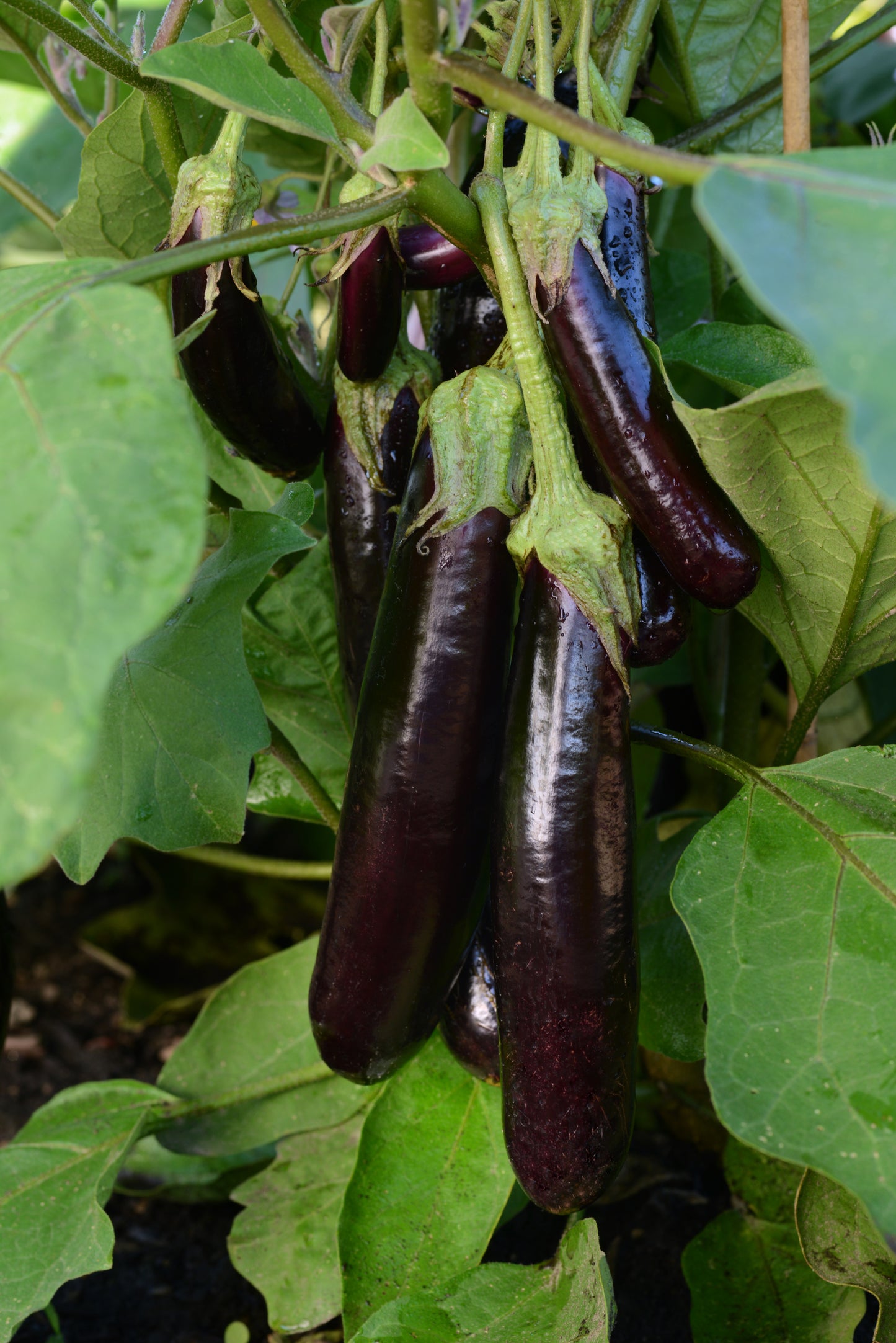 Hansel Eggplant Seeds 25 Compact Vegetable Garden Seeds