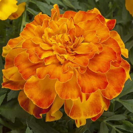 Marigold Seeds Endurance™ Sunset Gold Triploid 25 Seeds African Marigolds