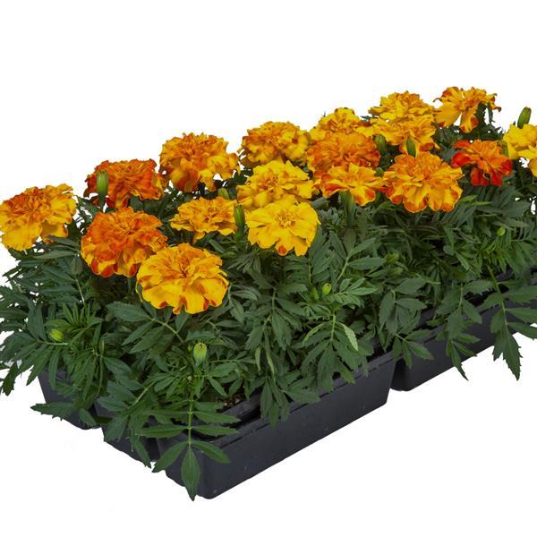 Marigold Seeds Endurance™ Sunset Gold Triploid 25 Seeds African Marigolds