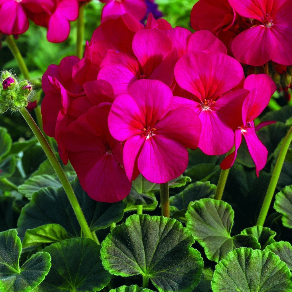 15 Geraniums | Geranium Seeds | Cola Geranium – trailingpetunia.com