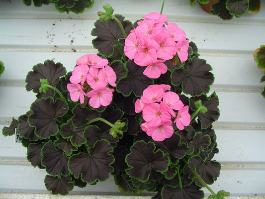 15 Geranium Seeds Cola Rose Pelargonium Seeds