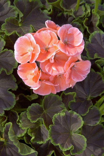 15 Geranium Seeds Cola Salmon Pelargonium Seeds