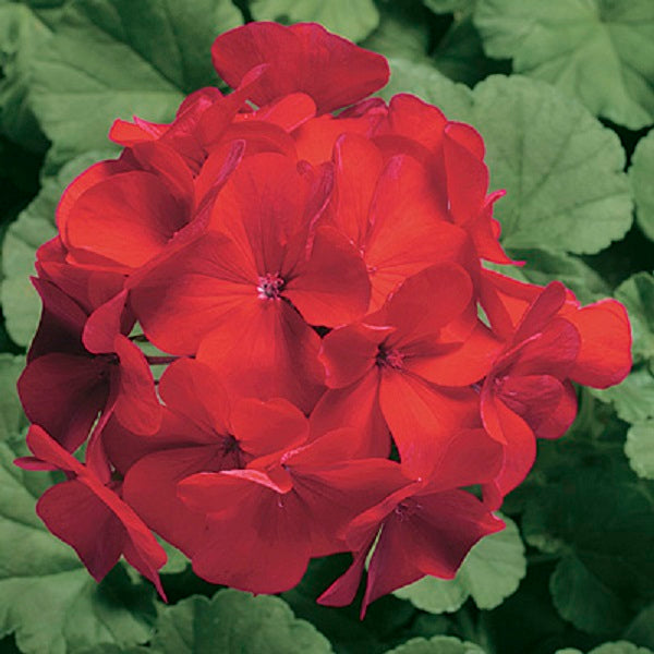 15 Seed Geranium Seeds Ringo Cardinal