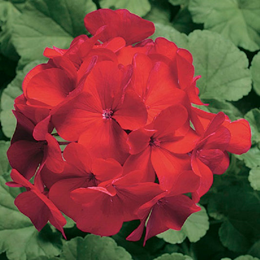 15 Seed Geranium Seeds Ringo Cardinal