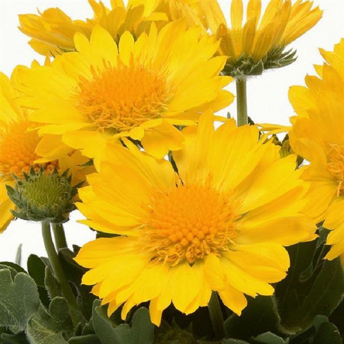 Perennial Seeds 50 Gaillardia Seeds Gaillardia Mesa Yellow