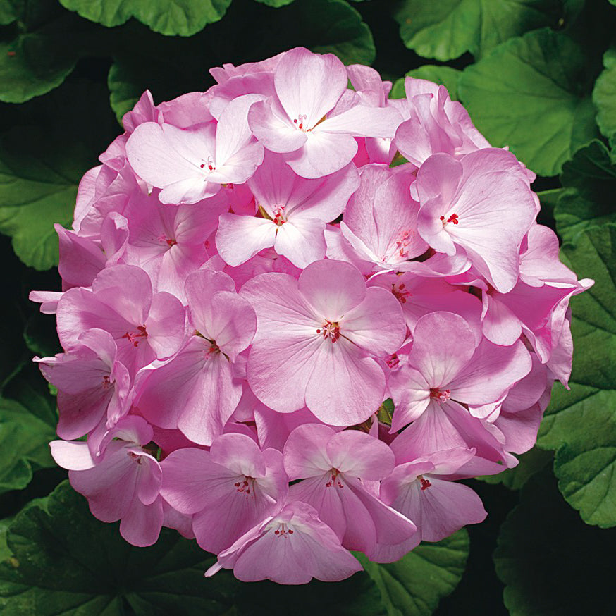 lavender geranium plant 15 Geranium Seeds | Flower Seeds