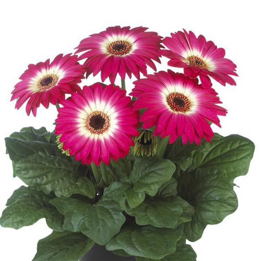 15 Gerbera Seeds Gerbera Floriline Midi Eyecatcher Purple Dark Eye