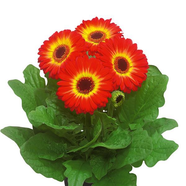 15 Gerbera Seeds Gerbera Floriline Midi Fireball Dark Eye