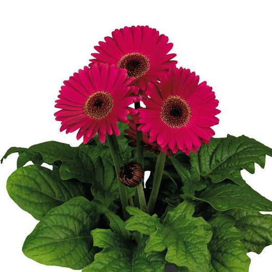 15 Gerbera Seeds Floriline Maxi Lilac Dark Eye