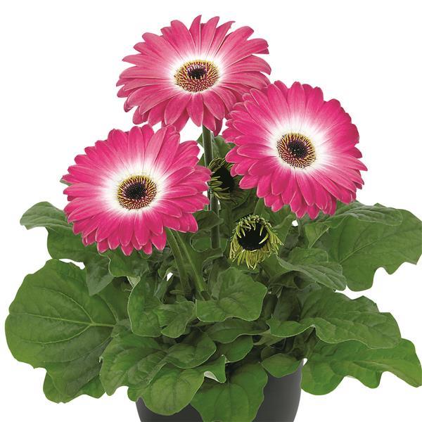15 Gerbera Seeds FloriLine Maxi Eyecatcher Purple Dark Eye