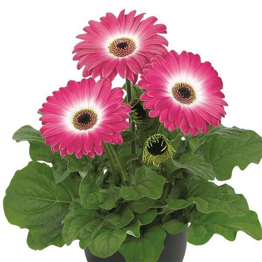 15 Gerbera Seeds FloriLine Maxi Eyecatcher Purple Dark Eye