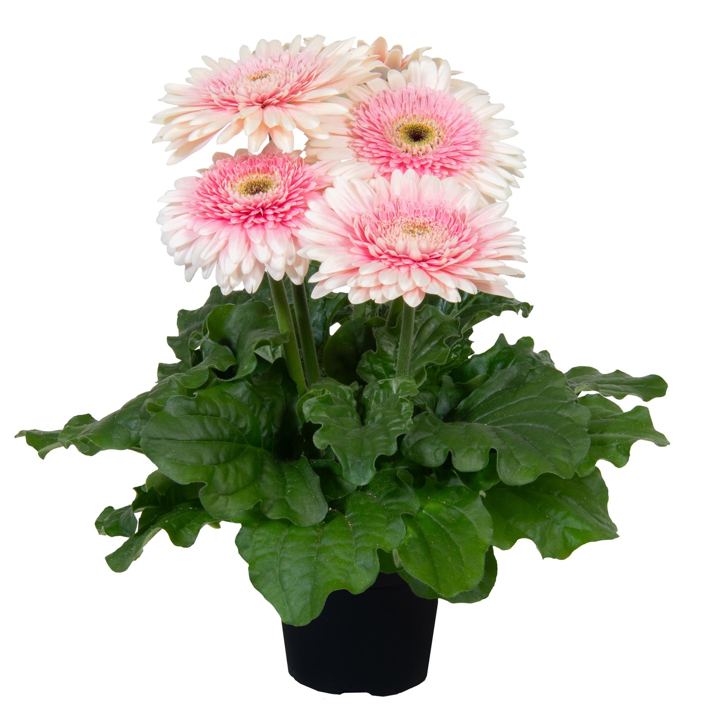 Joybera Double Milkshake Gerbera Daisy Seeds 15 Premium Flower Seeds